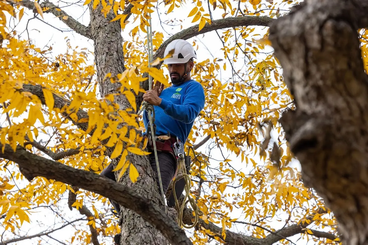Skilled Tree Planing crew working in Clifton