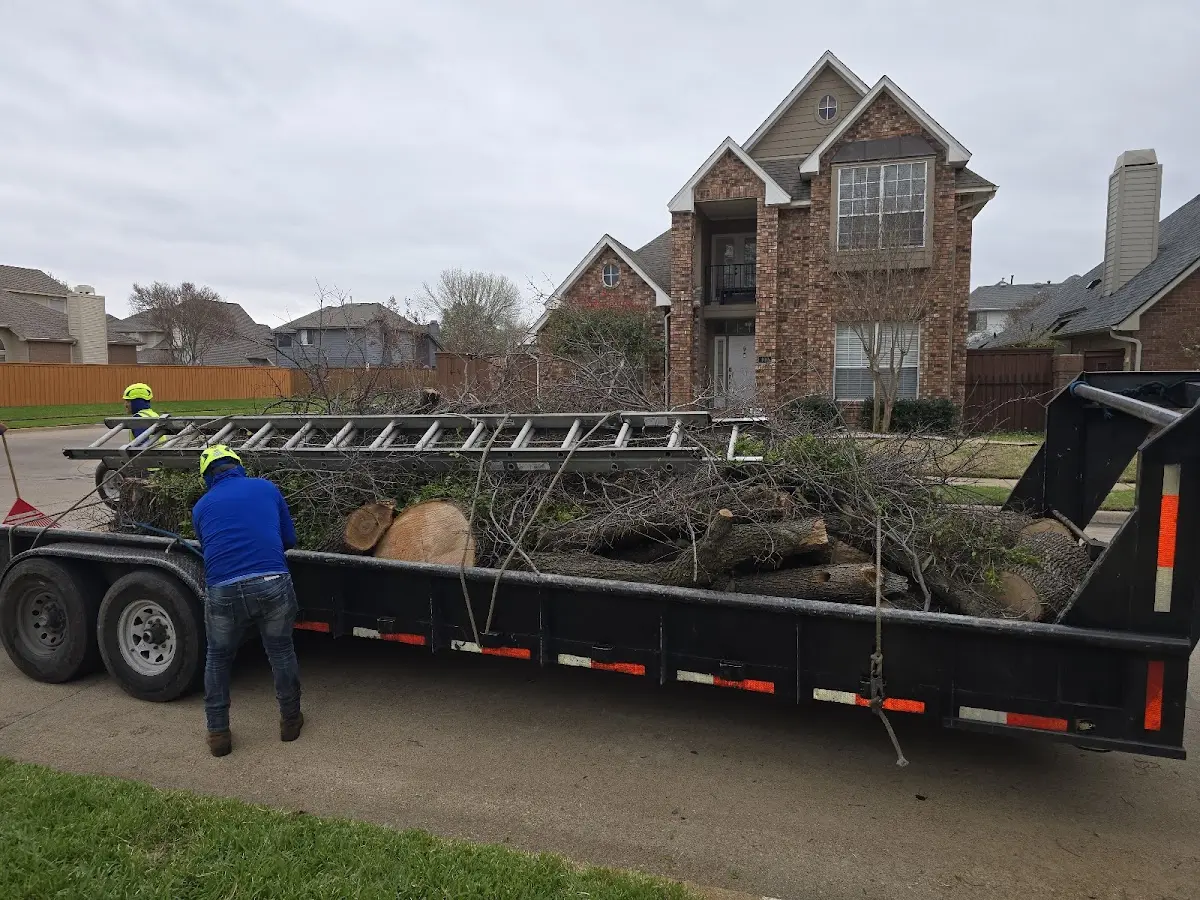 Expert Tree Removal with proper safety equipment in Clifton